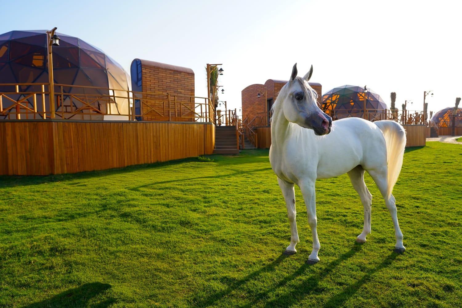 Al Marmoom Oasis Luxury Experiential Desert Resort دبي المظهر الخارجي الصورة